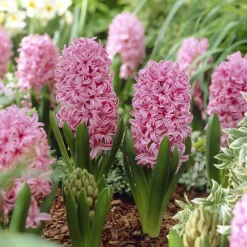 Jacinthe Pink Pearl - Le rose qui parfume tout