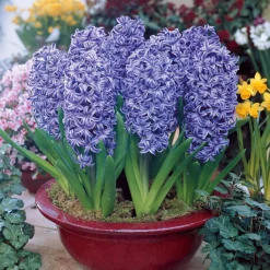 3 Jacinthes bleues - Un parfum bleu au jardin