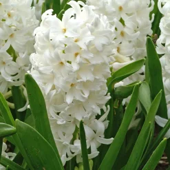 6 Jacinthes Carnegie blanche - Un printemps blanc et parfumé