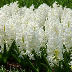 6 Jacinthes Carnegie blanche - Un printemps blanc et parfumé