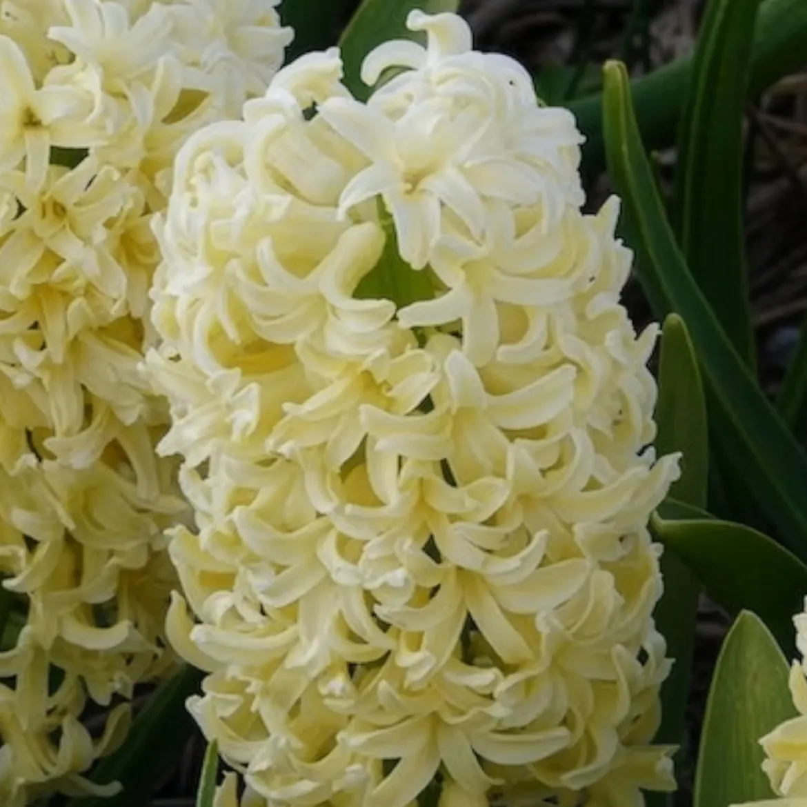 6 Jacinthes City of Haarlem jaune - Le jaune qui parfume tout