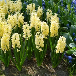 6 Jacinthes City of Haarlem jaune - Le jaune qui parfume tout
