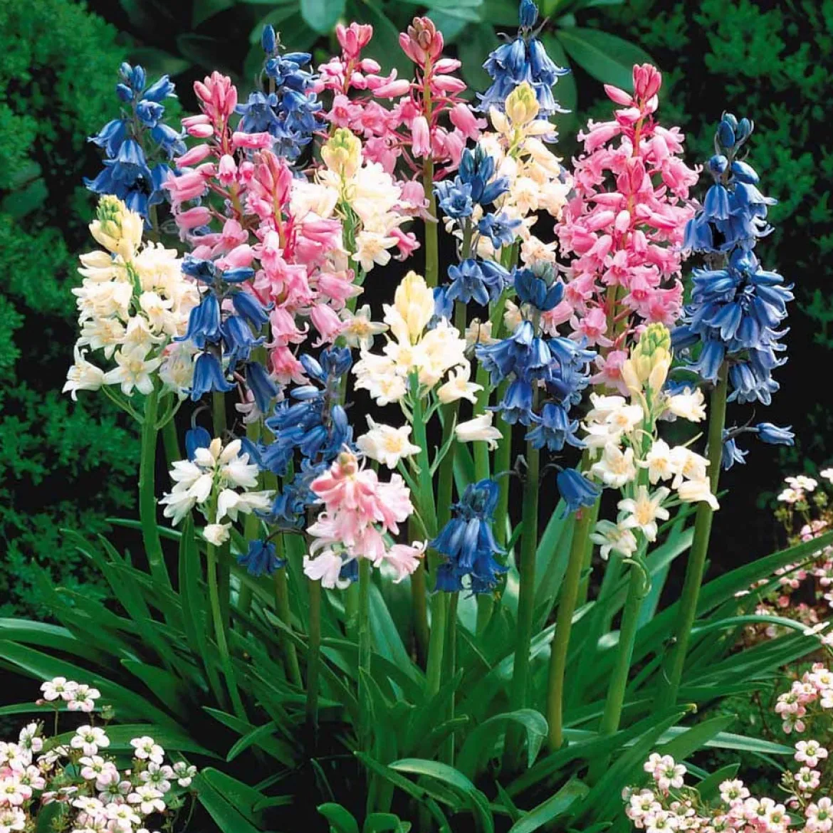 5 Jacinthes des bois en mélange - Un sous-bois fleuri sans effort