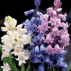 5 Jacinthes des bois en mélange - Un sous-bois fleuri sans effort