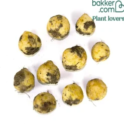 10 Jacinthes d'Espagne à fleurs blanches - Un tapis blanc à mi-ombre