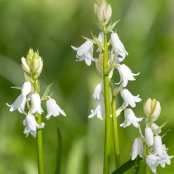 10 Jacinthes d'Espagne à fleurs blanches - Un tapis blanc à mi-ombre