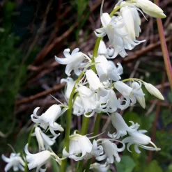 10 Jacinthes d'Espagne à fleurs blanches - Un tapis blanc à mi-ombre