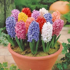 Jacinthes en mélange - Parfum et couleurs au jardin