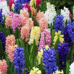 Jacinthes en mélange - Parfum et couleurs au jardin
