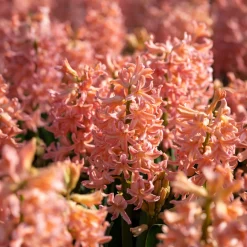 6 Jacinthes Gipsy Queen orange - Un parfum qui remplit tout