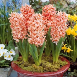 6 Jacinthes Gipsy Queen orange - Un parfum qui remplit tout