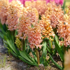 6 Jacinthes Gipsy Queen orange - Un parfum qui remplit tout