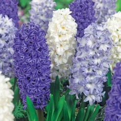 9 Jacinthes Harmonie blanches et bleues en mélange - Un printemps bleu et blanc