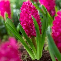 6 Jacinthes Jan Bos rouge - Un parfum rouge dès mars