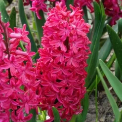 6 Jacinthes Jan Bos rouge - Un parfum rouge dès mars