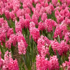 6 Jacinthes Jan Bos rouge - Un parfum rouge dès mars