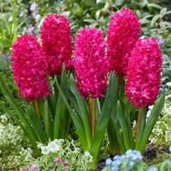6 Jacinthes Jan Bos rouge - Un parfum rouge dès mars