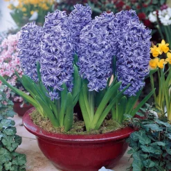 6 Jacinthes Ostara bleue - Le bleu qui parfume tout