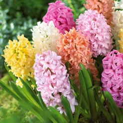 20 Jacinthes pastel en mélange - Le printemps qui parfume