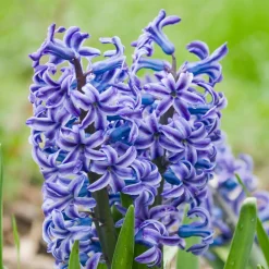 5 Jacinthes Rembrandt ® - Un parfum violet au jardin