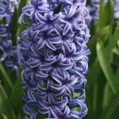 5 Jacinthes Rembrandt ® - Un parfum violet au jardin