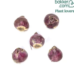 5 Jacinthes Rembrandt ® - Un parfum violet au jardin