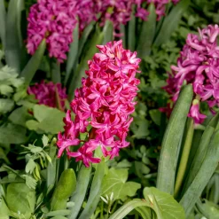 3 Jacinthes rouges - Un parfum qui annonce le printemps