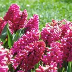3 Jacinthes rouges - Un parfum qui annonce le printemps