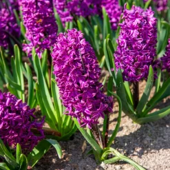 6 Jacinthes Woodstock pourpre - Un parfum pourpre au jardin