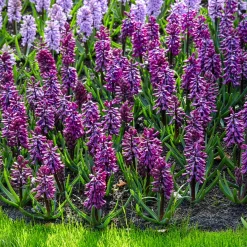 6 Jacinthes Woodstock pourpre - Un parfum pourpre au jardin