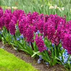 6 Jacinthes Woodstock pourpre - Un parfum pourpre au jardin