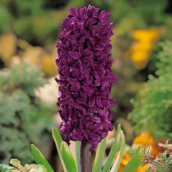 6 Jacinthes Woodstock pourpre - Un parfum pourpre au jardin