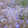 Jasione lisse Blaulicht - Des pompons bleus tout l'été