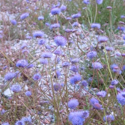 Jasione lisse Blaulicht - Des pompons bleus tout l'été