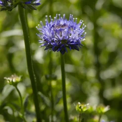 Jasione lisse Blaulicht - Des pompons bleus tout l'été