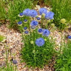 Jasione lisse Blaulicht - Des pompons bleus tout l'été