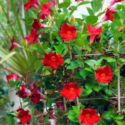 Jasmin du Brésil Dipladénia - Fleurit tout l'été sans effort