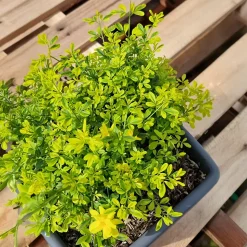 Jasmin primevère Gold Touch® - Un mur d'or dès mars