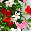 3 Jasmins du Brésil - Dipladenia en mélange - Fleurs tout l'été sans effort