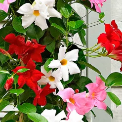 3 Jasmins du Brésil - Dipladenia en mélange - Fleurs tout l'été sans effort
