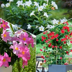 3 Jasmins du Brésil - Dipladenia en mélange - Fleurs tout l'été sans effort