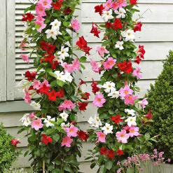3 Jasmins du Brésil - Dipladenia en mélange - Fleurs tout l'été sans effort
