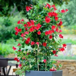 3 Jasmins du Brésil - Dipladenia en mélange - Fleurs tout l'été sans effort
