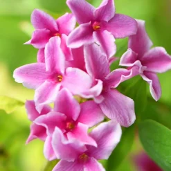 Jasmin Starry Summer Scent - Un été qui sent bon
