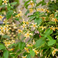 Jasmin étoilé jaune - Un mur fleuri et parfumé