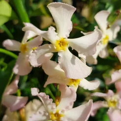 Jasmin étoilé Pink Showers - Un mur fleuri et parfumé