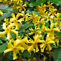 Jasmin étoilé 'Star of Toscane' - Un mur parfumé tout l'été
