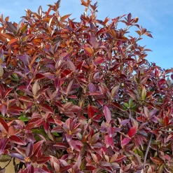 Jasmin étoilé Winter Ruby® - Un feuillage qui rougit l'hiver