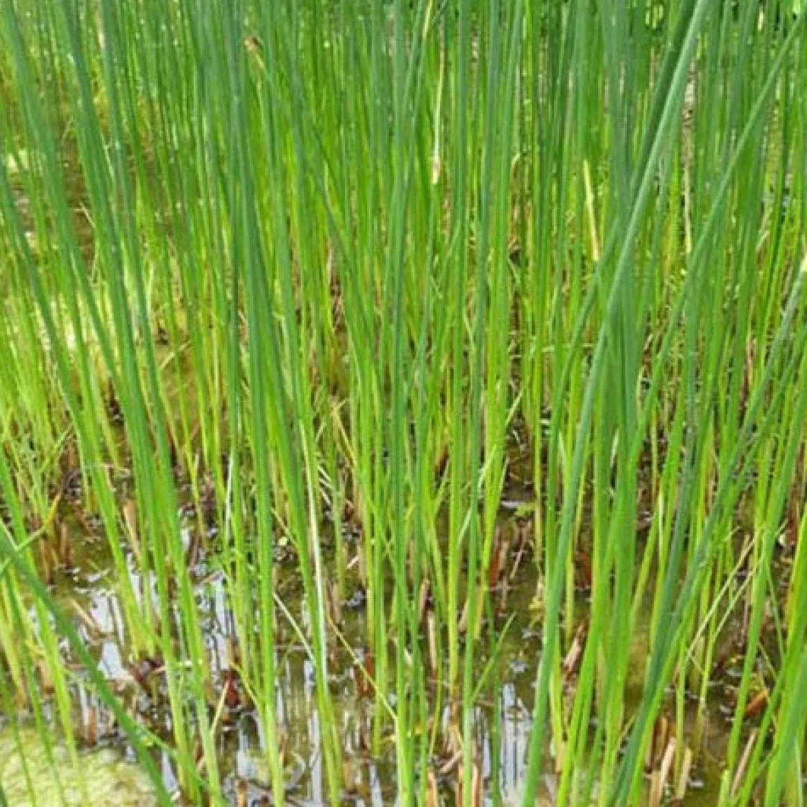 Jonc des chaisiers Jonc des tonneliers - Un bassin naturel en un geste