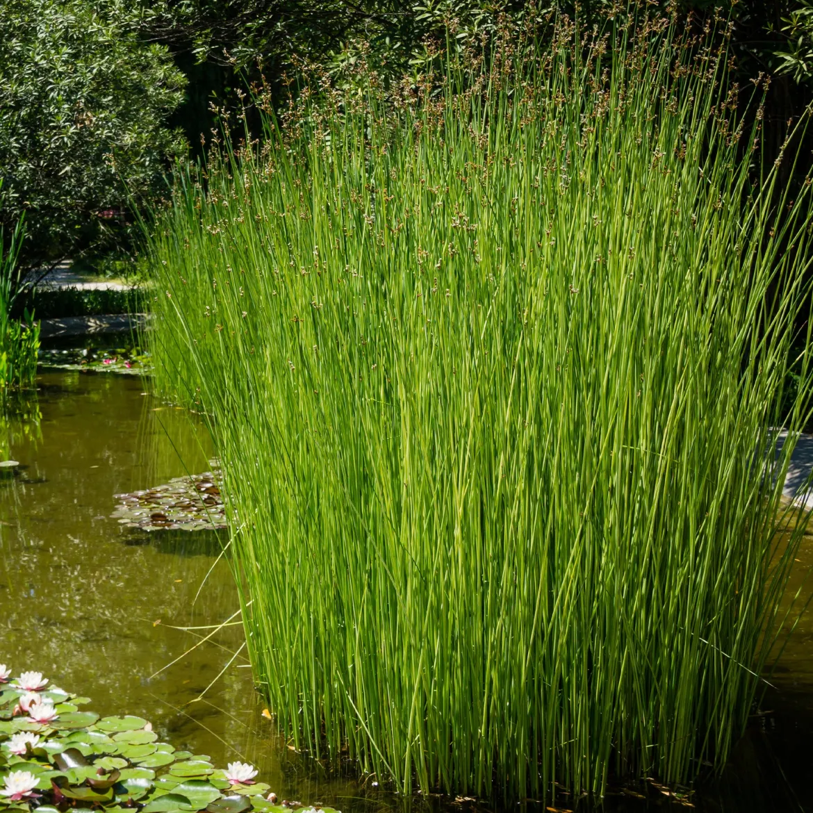 Jonc des chaisiers Jonc des tonneliers - Un bassin naturel en un geste